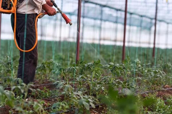 番茄的生长习性，最适生长温度20-25℃