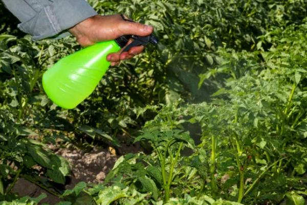 番茄的生长习性，最适生长温度20-25℃