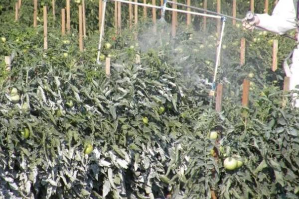 番茄的生长习性，最适生长温度20-25℃