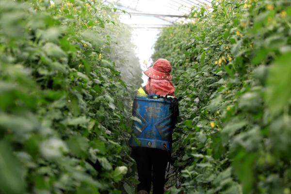 番茄的生长习性，最适生长温度20-25℃