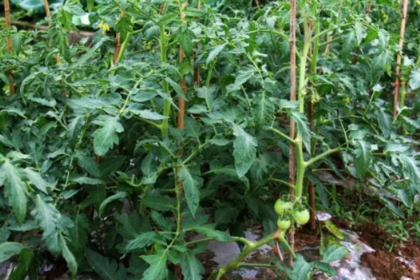 番茄的生长习性，最适生长温度20-25℃
