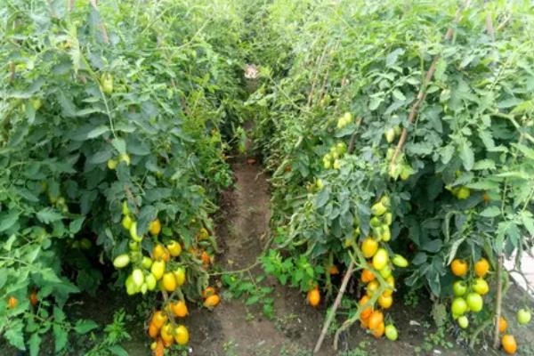 番茄的生长习性，最适生长温度20-25℃