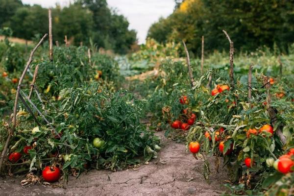 番茄的生长习性，最适生长温度20-25℃