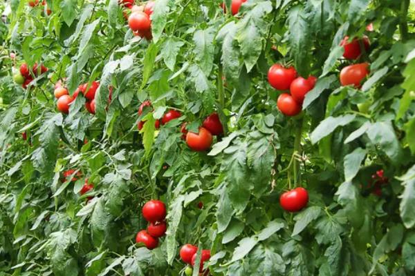 番茄的生长习性，最适生长温度20-25℃