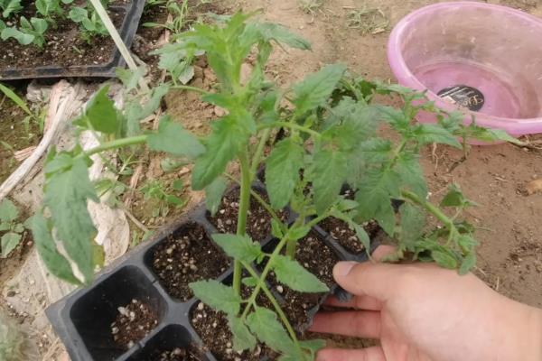 番茄的生长习性，最适生长温度20-25℃