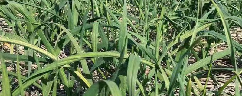 种蒜苗用什么肥料，以有机肥为主