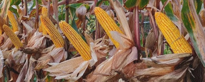 珲玉830玉米种介绍，夏玉米组出苗至成熟101.0天