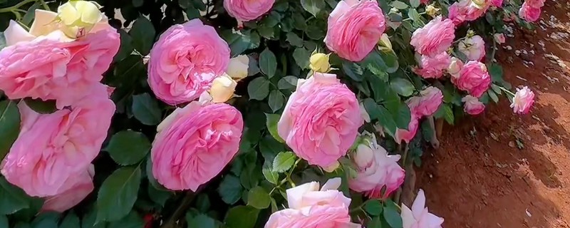 大门外适合种什么花，推荐藤本月季花、梅花等