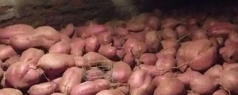 如何防止红薯烂窖，尽可能防止隔夜贮藏