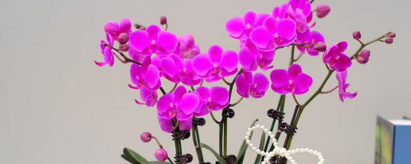 蝴蝶兰如何养殖,生长盛期要注意遮光防晒