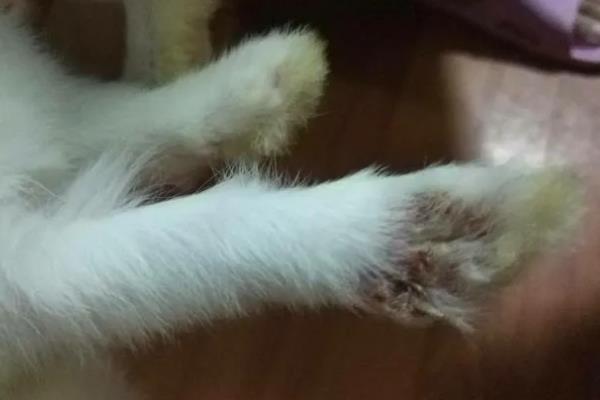 造成兔子脚皮炎的有关原因，湿度、螨虫等都会导致