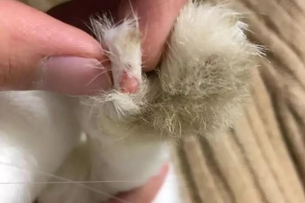 造成兔子脚皮炎的有关原因，湿度、螨虫等都会导致