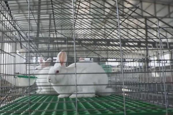 造成兔子脚皮炎的有关原因，湿度、螨虫等都会导致