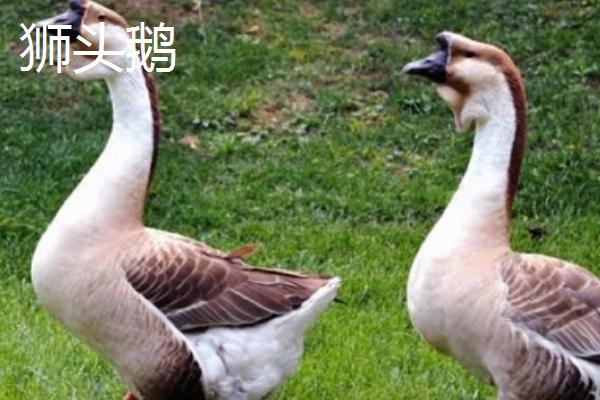 鹅有哪些习性，存在喜水、合群、警觉等特点