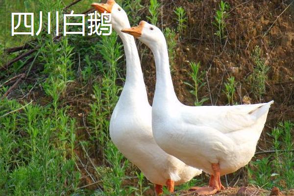 鹅有哪些习性，存在喜水、合群、警觉等特点