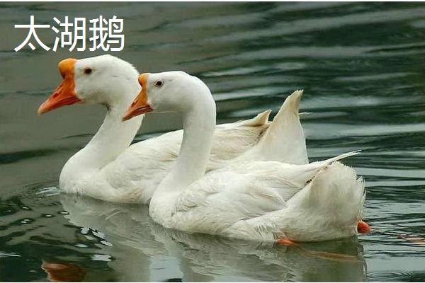 鹅有哪些习性，存在喜水、合群、警觉等特点
