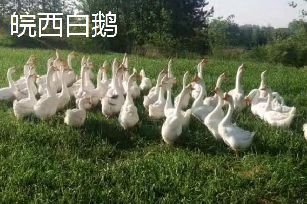 鹅有哪些习性，存在喜水、合群、警觉等特点