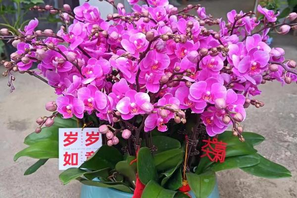 蝴蝶兰如何养殖,生长盛期要注意遮光防晒