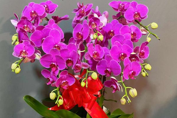 蝴蝶兰如何养殖,生长盛期要注意遮光防晒