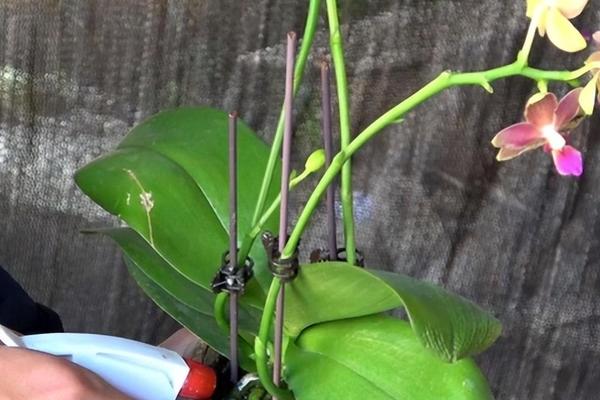 蝴蝶兰如何养殖,生长盛期要注意遮光防晒