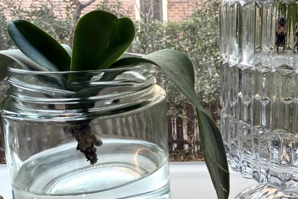 蝴蝶兰如何养殖,生长盛期要注意遮光防晒