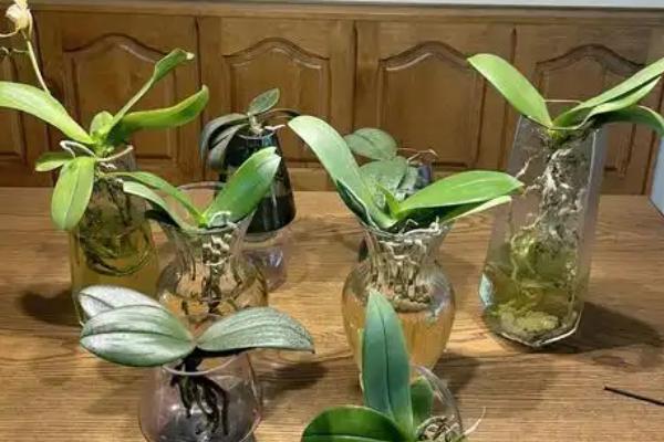 蝴蝶兰如何养殖,生长盛期要注意遮光防晒