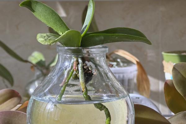 蝴蝶兰如何养殖,生长盛期要注意遮光防晒