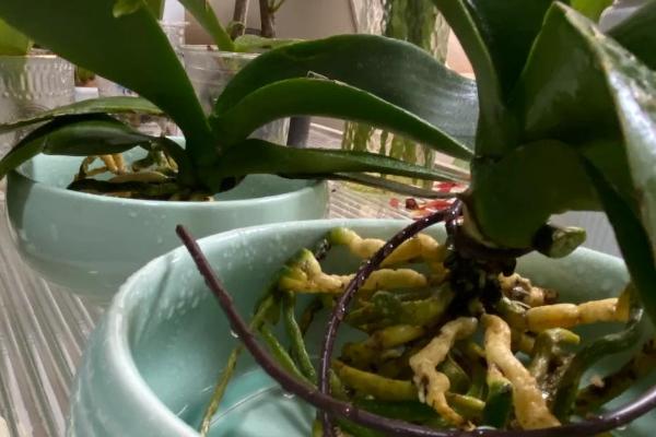 蝴蝶兰如何养殖,生长盛期要注意遮光防晒