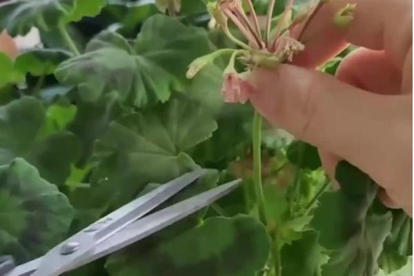 蝴蝶梅天竺葵的养殖方法，喜欢湿润的气候环境