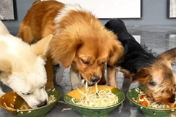 小狗什么时候开始换胎毛，幼犬在3月龄左右就换胎毛