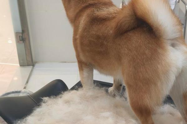 小狗什么时候开始换胎毛，幼犬在3月龄左右就换胎毛