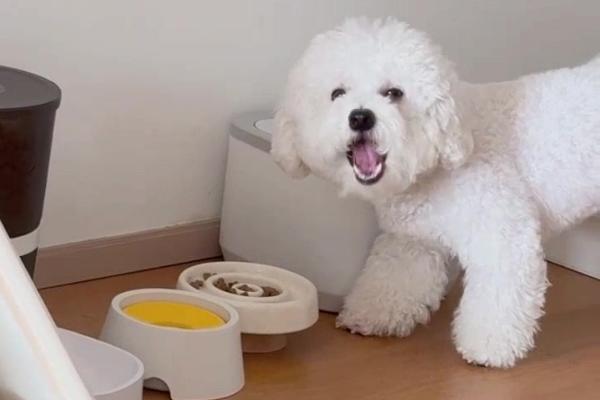 小狗什么时候开始换胎毛，幼犬在3月龄左右就换胎毛