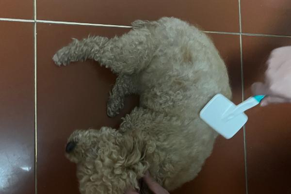 小狗什么时候开始换胎毛，幼犬在3月龄左右就换胎毛