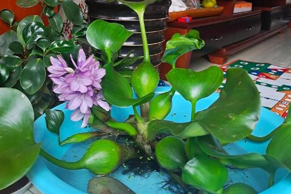 室内养水葫芦有哪些危害，它会污染环境