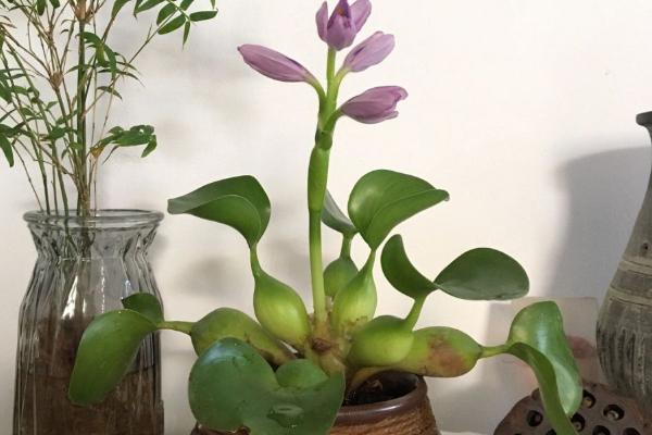 室内养水葫芦有哪些危害，它会污染环境