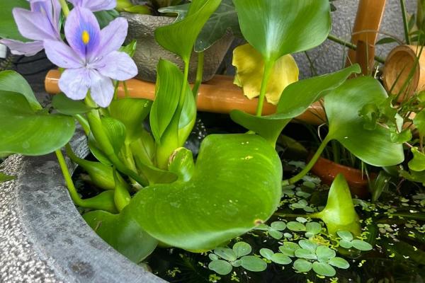 室内养水葫芦有哪些危害，它会污染环境