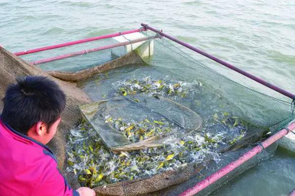 养殖黄骨鱼的条件，水温需要保持在6-38℃