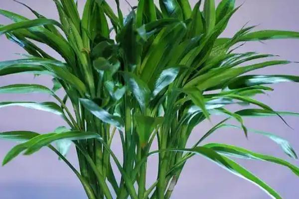 富贵竹叶子蔫了如何处理，叶片被晒伤时要转移到阴凉通风处养护