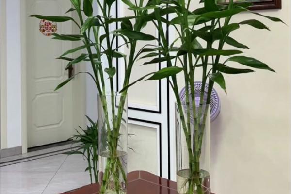 富贵竹叶子蔫了如何处理，叶片被晒伤时要转移到阴凉通风处养护