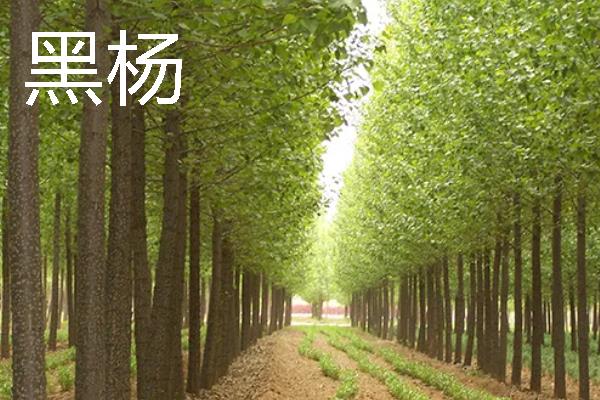 杨树的外形特点，其树势非常高大