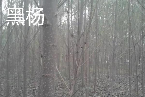 杨树的外形特点，其树势非常高大