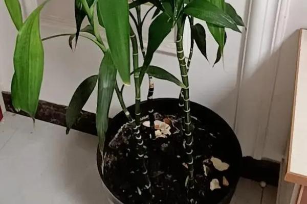 富贵竹叶子蔫了如何处理，叶片被晒伤时要转移到阴凉通风处养护