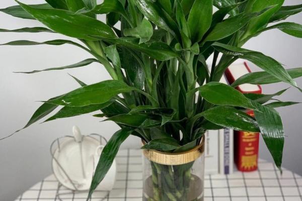 富贵竹叶子蔫了如何处理，叶片被晒伤时要转移到阴凉通风处养护