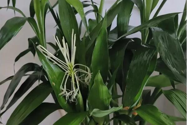 富贵竹叶子蔫了如何处理，叶片被晒伤时要转移到阴凉通风处养护