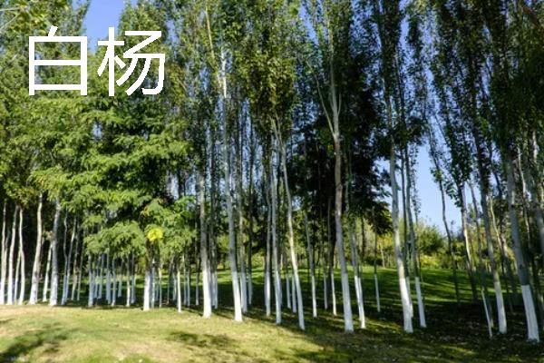 杨树的外形特点，其树势非常高大