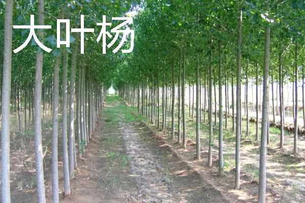 杨树的外形特点，其树势非常高大