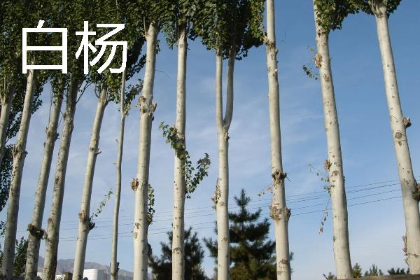杨树的外形特点，其树势非常高大