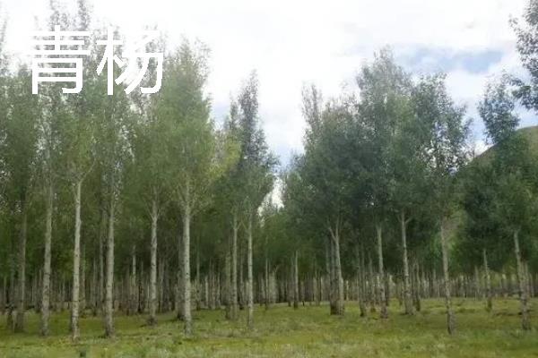 杨树的外形特点，其树势非常高大