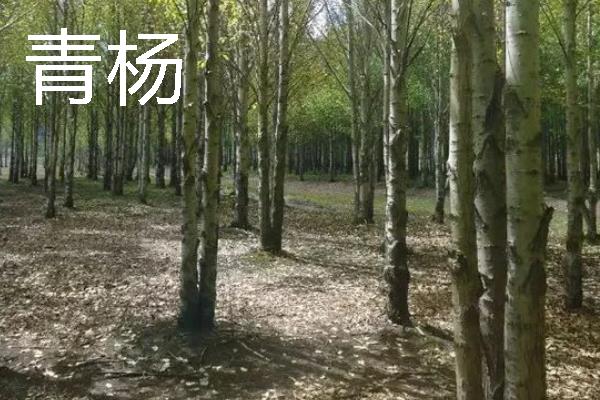 杨树的外形特点，其树势非常高大