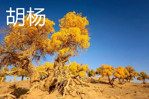 杨树的外形特点，其树势非常高大
